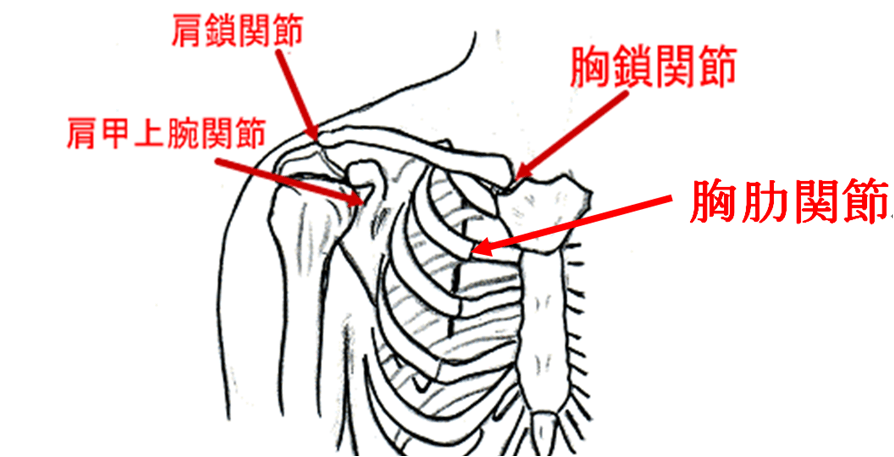 肩関節に関係する前面の関節