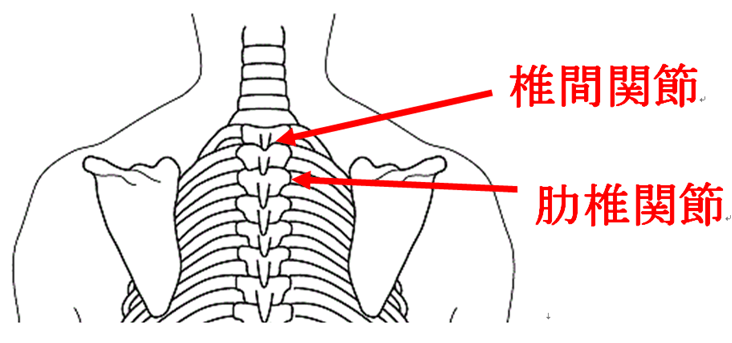 肩関節の後面の関節