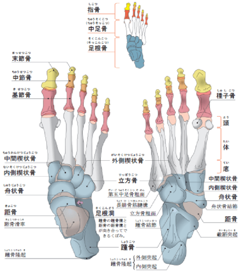 足部の骨の解剖