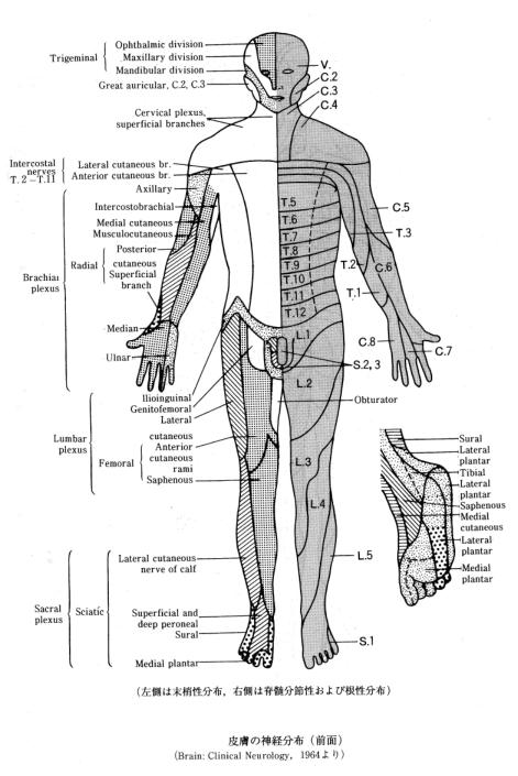 脊髄の皮膚支配（前面）