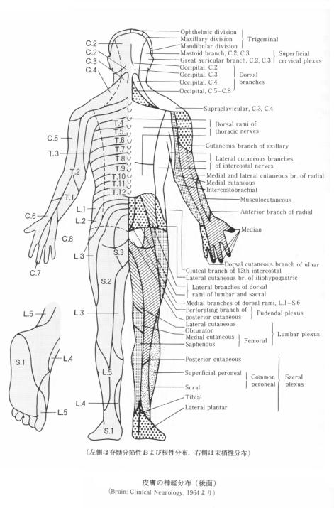 脊髄の皮膚支配（後面）