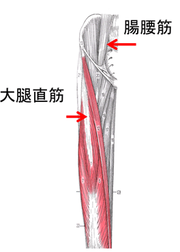 腸腰筋と大腿直筋が原因の股関節痛