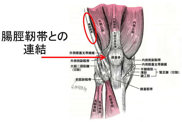 腸脛靭帯の連結のイラスト