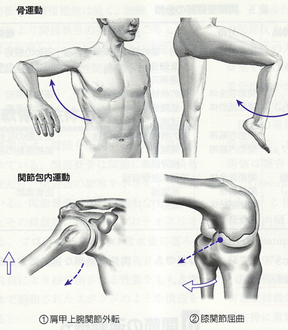 骨運動と関節内運動の図